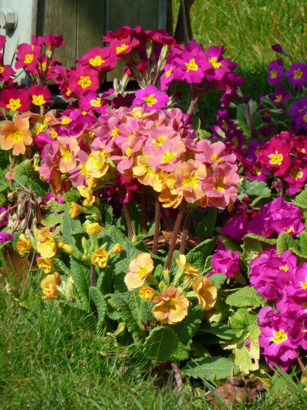 Primevères (Primula) dans le parc de Bercy au début du printemps, Paris 12e (75)