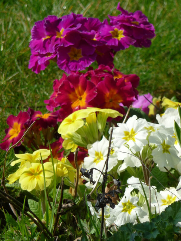 Primevères (Primula) dans le parc de Bercy au début du printemps, Paris 12e (75)