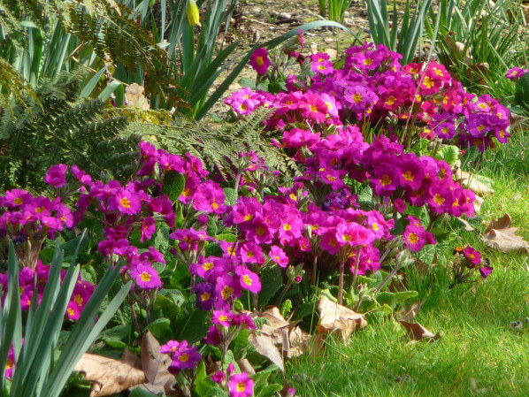 Primevères (Primula) dans le parc de Bercy au début du printemps, Paris 12e (75)