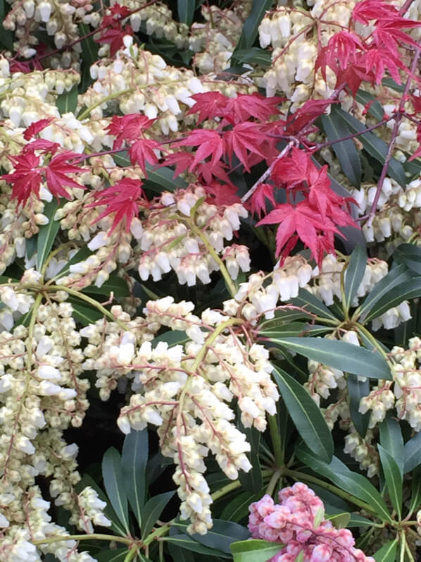 Andromède (Pieris) et érable du Japon (Acer), arbustes à floraison printanière dans la pépinière de la jardinerie Truffaut, Ivry-sur-Seine (94)