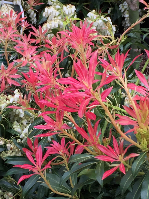 Andromède (Pieris 'Forest Flame'), arbuste à floraison printanière dans la pépinière de la jardinerie Truffaut, Ivry-sur-Seine (94)