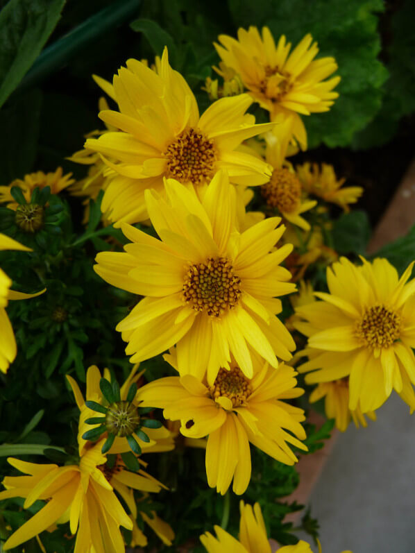 Bidens 'Rapid Yellow' sur mon balcon au printemps, Paris 19e (75)