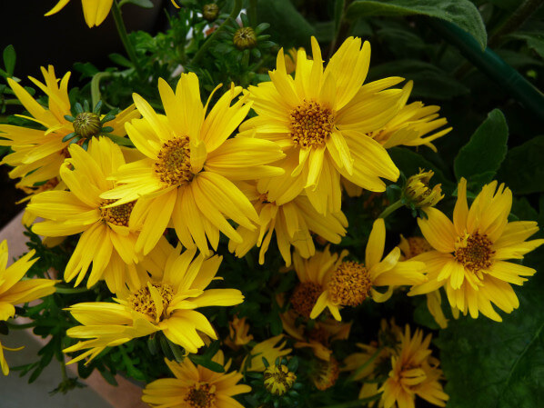 Bidens 'Rapid Yellow' sur mon balcon au printemps, Paris 19e (75)