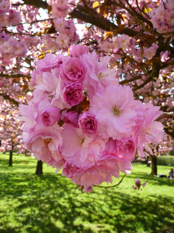 Cerisier à fleurs dans le parc de Sceaux au printemps, Hauts-de-Seine