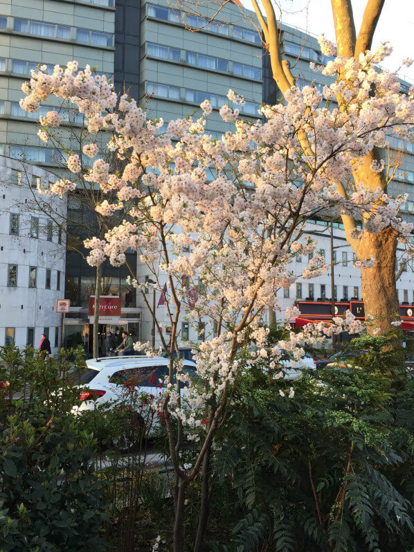 Cerisier à fleurs (Prunus) dans l'avenue Jean jaurès, Paris 19e (75)