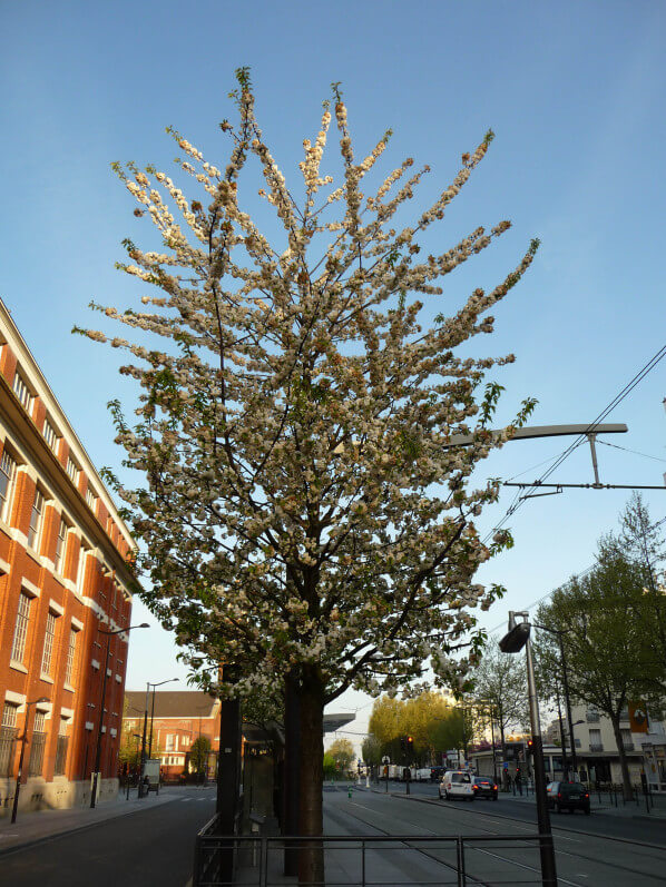 Cerisier à fleurs blanches (Prunus) dans le boulevard Lefèbvre, Paris 15e (75)