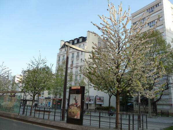 Cerisier à fleurs blanches (Prunus) dans le boulevard Lefèbvre, Paris 15e (75)