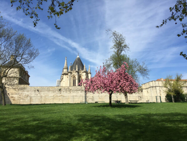 Cerisier à fleurs (Prunus) près du Château de Vincennes, Paris 12e (75)