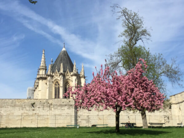 Cerisier à fleurs (Prunus) près du Château de Vincennes, Paris 12e (75)