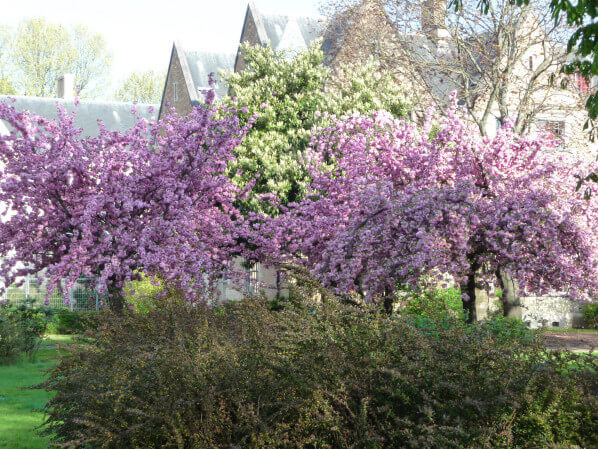 Cerisier à fleurs (Prunus) dans la Cité Universitaire, Paris 14e (75)