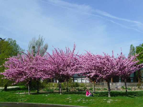 Cerisier à fleurs (Prunus) dans le parc floral, Paris 12e (75)