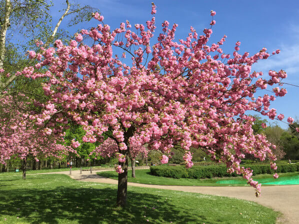 Cerisier à fleurs (Prunus) dans le parc floral, Paris 12e (75)