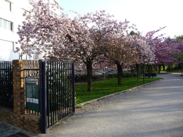 Cerisier à fleurs (Prunus) dans le parc Georges Brassens, Paris 15e (75)
