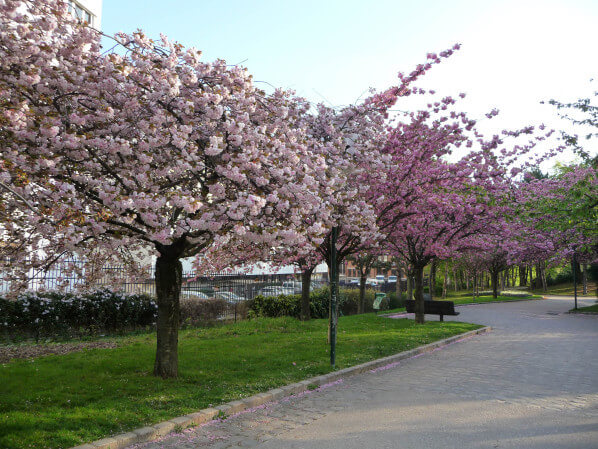 Cerisier à fleurs (Prunus) dans le parc Georges Brassens, Paris 15e (75)