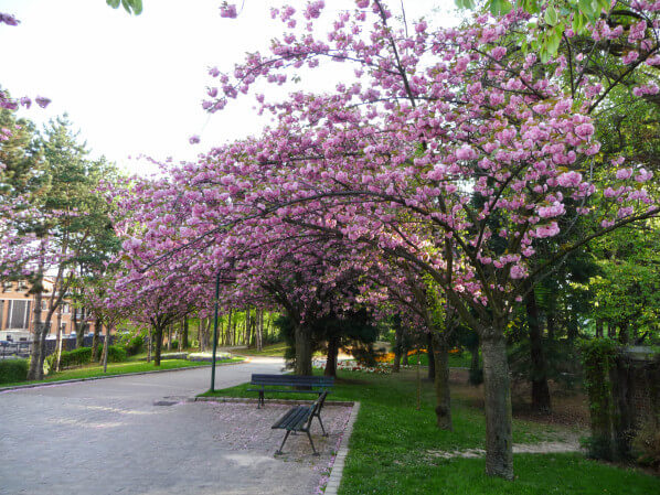 Cerisier à fleurs (Prunus) dans le parc Georges Brassens, Paris 15e (75)