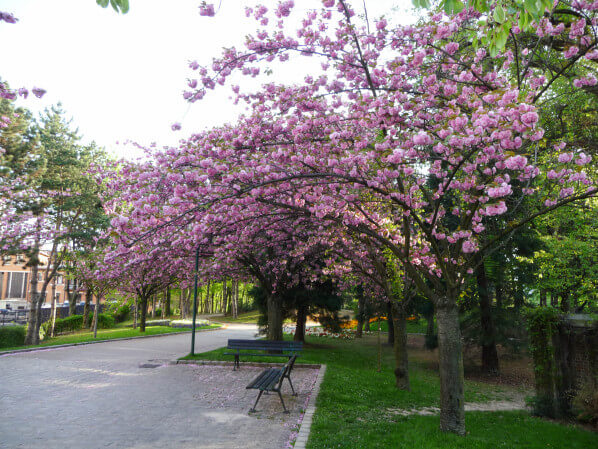 Cerisier à fleurs (Prunus) dans le parc Georges Brassens, Paris 15e (75)