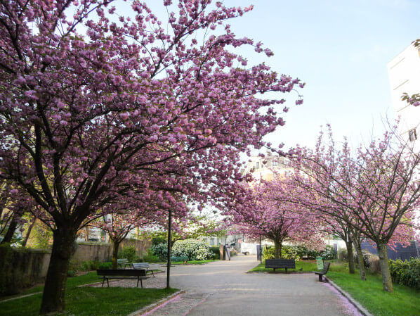 Cerisier à fleurs (Prunus) dans le parc Georges Brassens, Paris 15e (75)