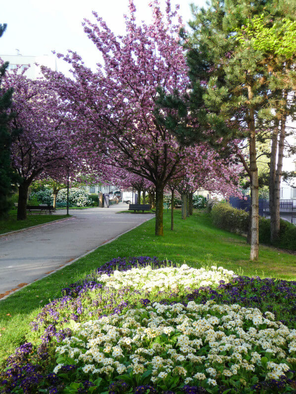 Cerisier à fleurs (Prunus) dans le parc Georges Brassens, Paris 15e (75)