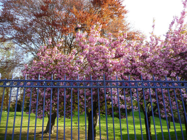 Cerisier à fleurs (Prunus) dans le parc Montsouris, Paris 14e (75)