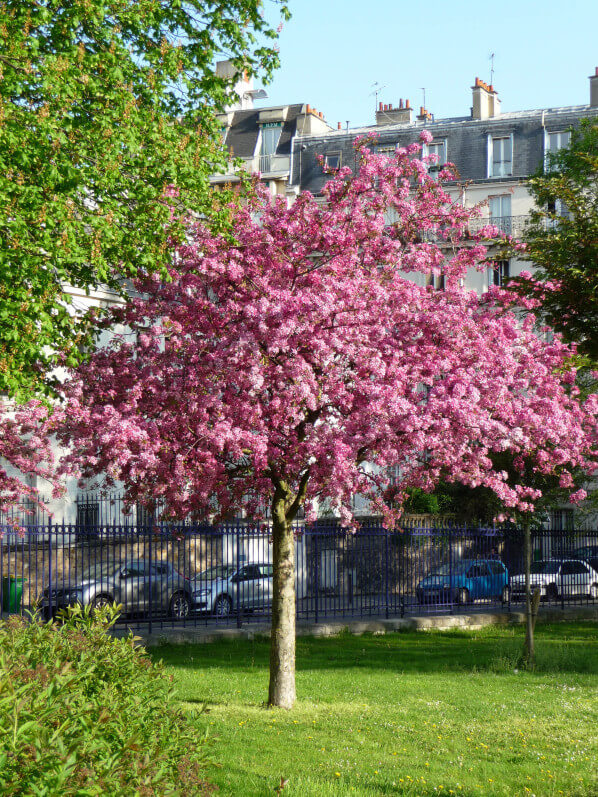 Cerisier à fleurs (Prunus) dans le parc Montsouris, Paris 14e (75)
