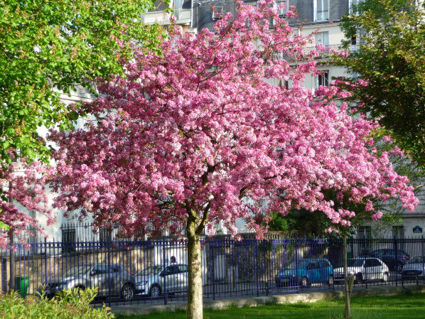 Cerisier à fleurs (Prunus) dans le parc Montsouris, Paris 14e (75)