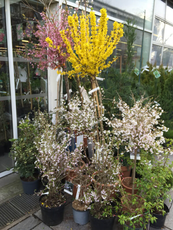 Forsythia et Prunus, arbustes à floraison printanière dans la pépinière de la jardinerie Truffaut, Ivry-sur-Seine (94)