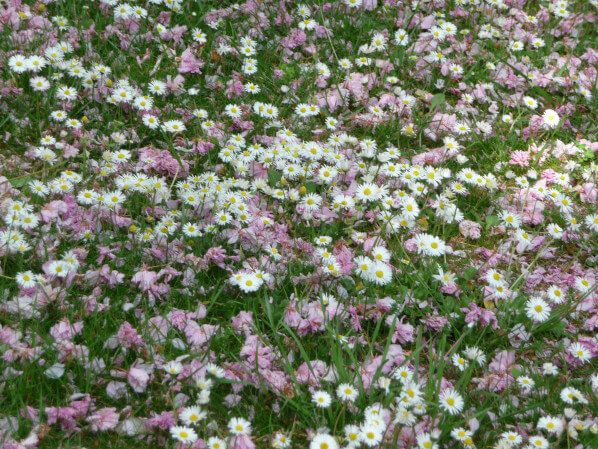 Pelouse fleurie avec des pâquerettes et jonchées de pétales de fleurs de cerisier à fleurs, Levallois (92)