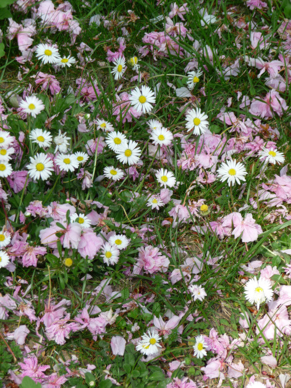 Pelouse fleurie avec des pâquerettes et jonchées de pétales de fleurs de cerisier à fleurs, Levallois (92)