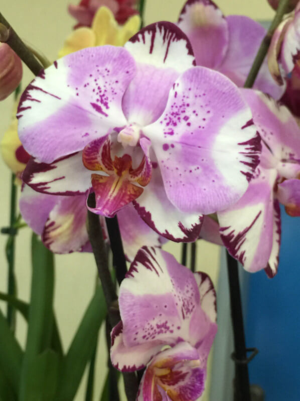 Phalaenopsis, Salon Édénia, ISTOM, Cergy (95)