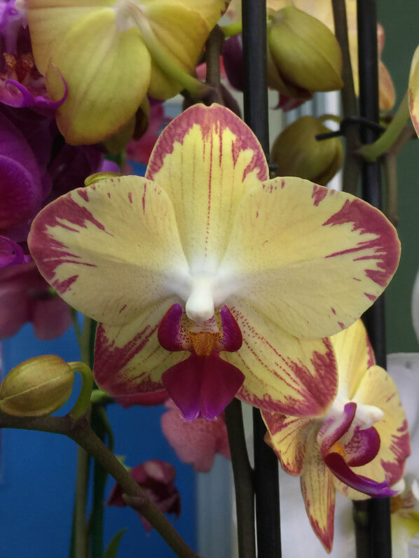 Phalaenopsis, Salon Édénia, ISTOM, Cergy (95)