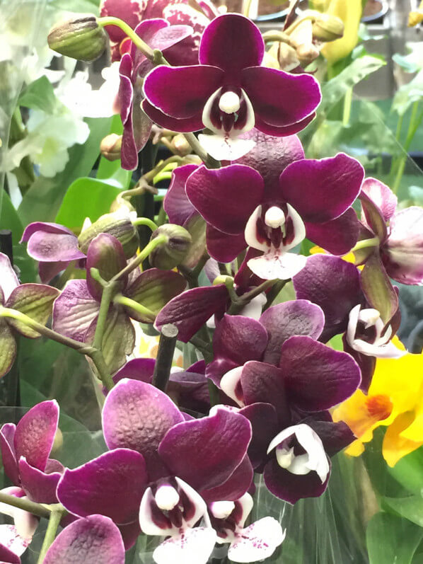 Phalaenopsis, Salon Édénia, ISTOM, Cergy (95)