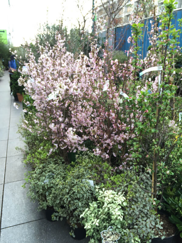 Prunus, arbustes à floraison printanière dans la pépinière de la jardinerie Truffaut, Ivry-sur-Seine (94)