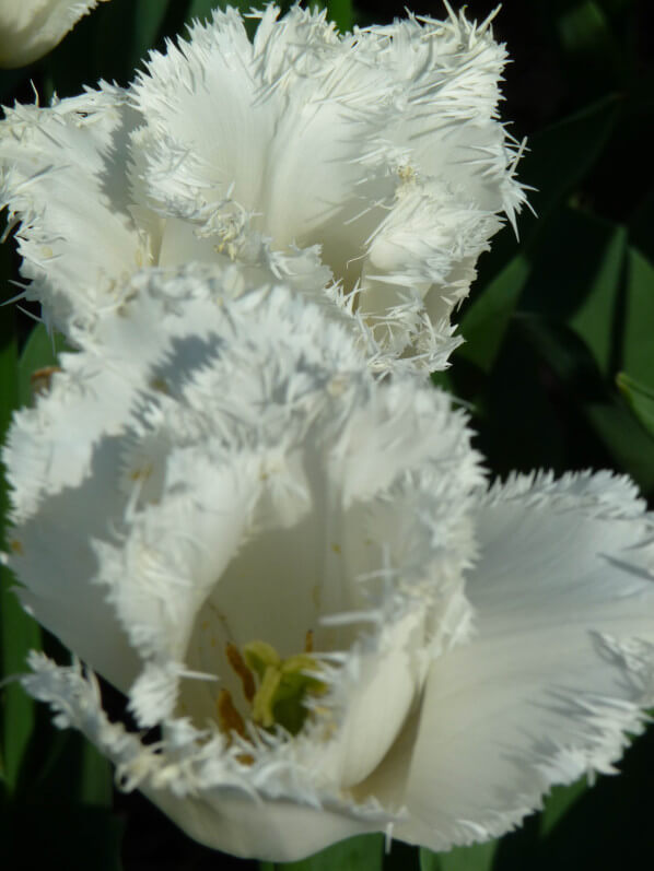 Tulipe frangée 'Cambridge', parc floral, Paris 12e (75)