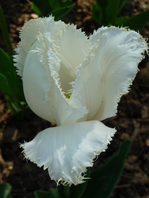 Tulipe frangée 'Cambridge', parc floral, Paris 12e (75)