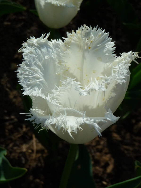 Tulipe frangée 'Cambridge', parc floral, Paris 12e (75)