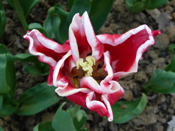 Tulipe Triomphe 'Elegant Crown', parc floral de Paris, Paris 12e (75)