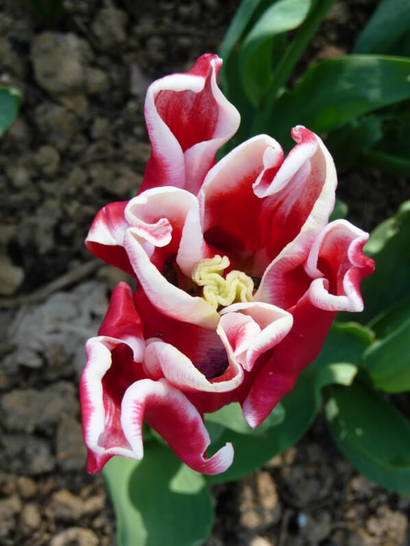 Tulipe Triomphe 'Elegant Crown', parc floral de Paris, Paris 12e (75)