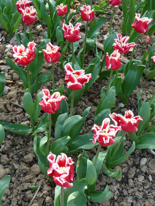 Tulipe Triomphe 'Elegant Crown', parc floral de Paris, Paris 12e (75)
