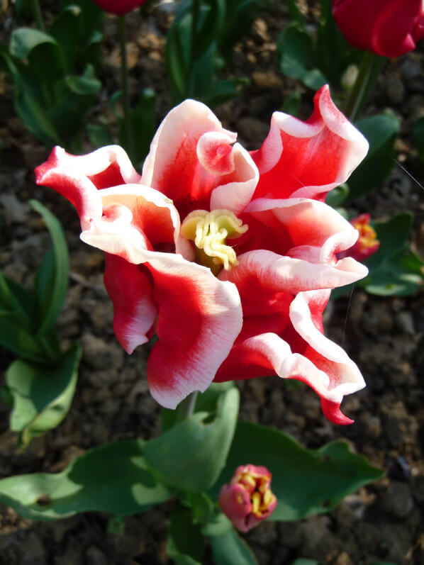 Tulipe Triomphe 'Elegant Crown', parc floral de Paris, Paris 12e (75)