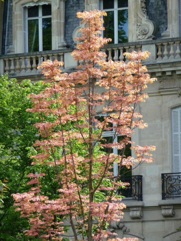 Acajou de Chine (Toona sinensis 'Flamingo') avec le jeune feuillage rose crevette au printemps dans le parc Monceau, Paris 8e (75)