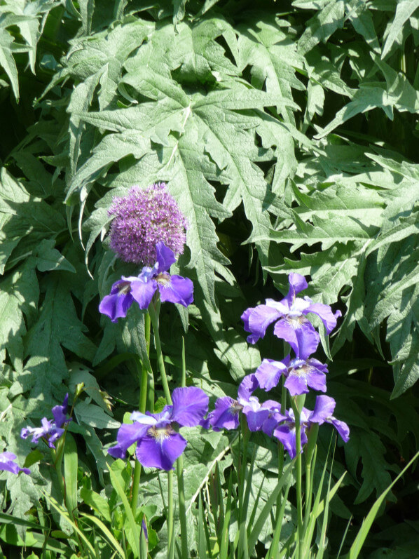 Allium 'Globemaster' et iris dans le Parc floral de Paris, Paris 12e (75)