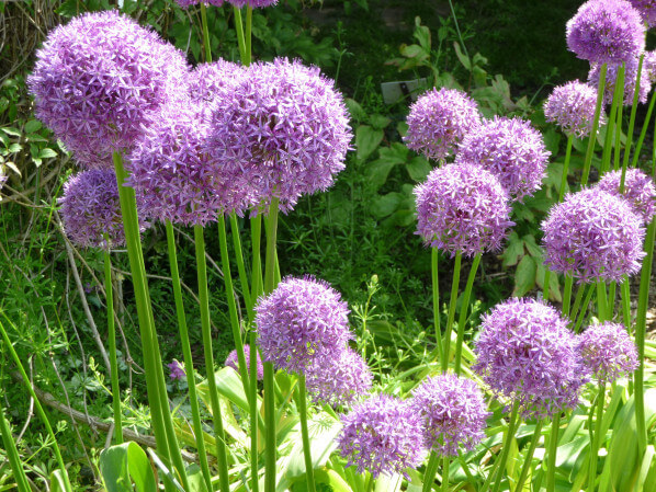 Allium 'Globemaster', Parc floral de Paris, Paris 12e (75)