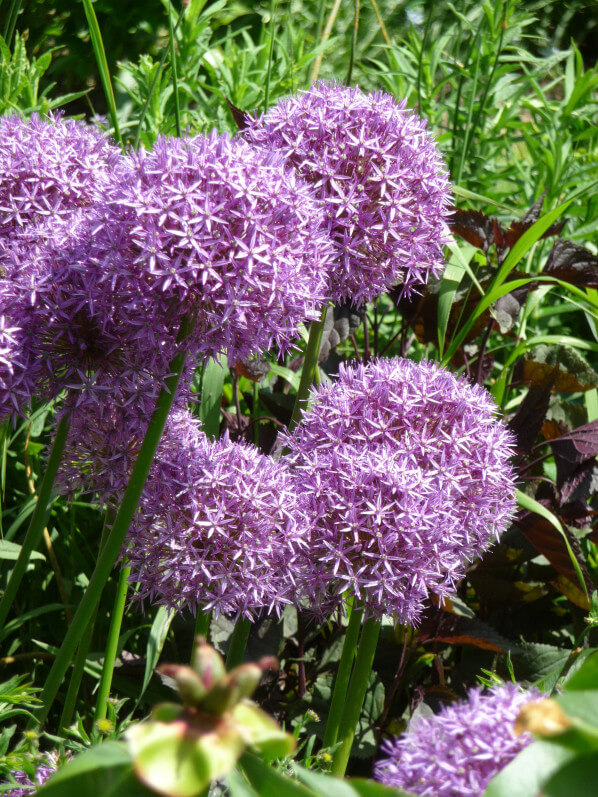 Allium 'Globemaster', Parc floral de Paris, Paris 12e (75)