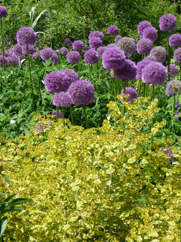 Allium 'Globemaster', Parc floral de Paris, Paris 12e (75)