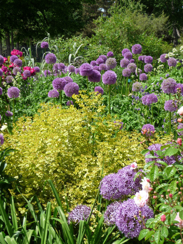 Allium 'Globemaster', Parc floral de Paris, Paris 12e (75)