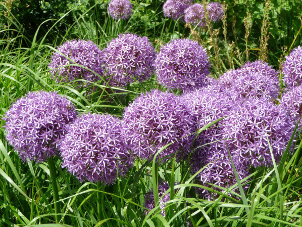 Allium 'Globemaster', Parc floral de Paris, Paris 12e (75)