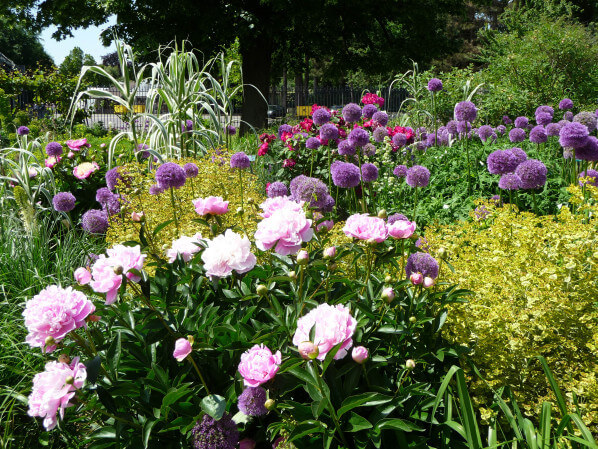 Allium 'Globemaster' et pivoines, Parc floral de Paris, Paris 12e (75)