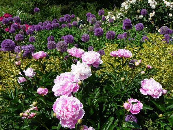 Allium 'Globemaster' et pivoines, Parc floral de Paris, Paris 12e (75)