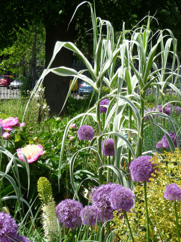 Allium 'Globemaster' et pivoines, Parc floral de Paris, Paris 12e (75)