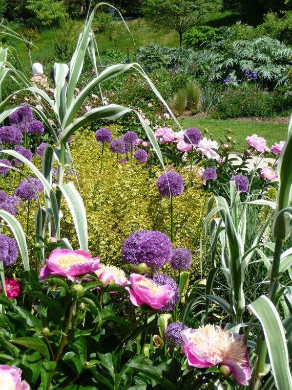 Allium 'Globemaster' et pivoines, Parc floral de Paris, Paris 12e (75)